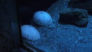 シロウニ (沼津港深海水族館) 2018年11月23日