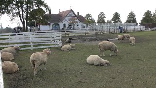 ヒツジ (滋賀農業公園ブルーメの丘) 2019年10月31日