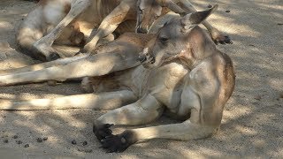 Red kangaroo (Oji Zoo, Hyogo, Japan) September 16, 2018