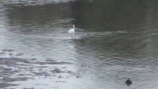 シラサギ (東京港野鳥公園) 2018年12月2日