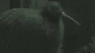 Kiwi calls (TENNOJI ZOO, Osaka, Japan) November 3, 2017