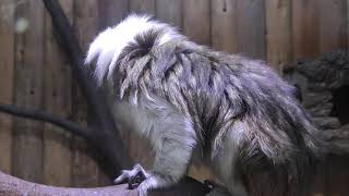 Cotton-head tamarin (KOBE ANIMAL KINGDOM, Hyogo, Japan) September 15, 2018