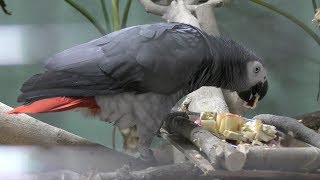 ヨウム (日立市かみね動物園・はちゅウるい館) 2018年12月4日