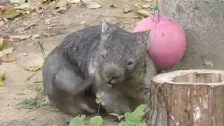 Coarse-haired wombat (Nagano City Chausuyama Zoo, Nagano, Japan) November 4, 2018