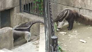 Giant anteater (Okinawa Zoo & Museum, Okinawa, Japan) July 29, 2023