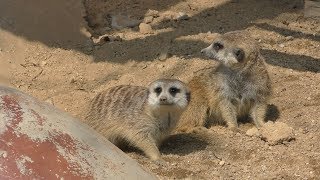 ミーアキャット (しろとり動物園) 2019年3月1日