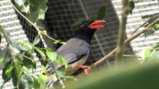 Blue Magpie (KOBE ANIMAL KINGDOM, Hyogo, Japan) April 23, 2021