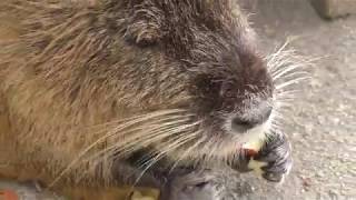 Nutria in the meal (TENNOJI ZOO, Osaka, Japan) November 3, 2017