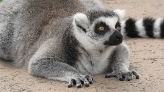 ワオワオガーデン (東武動物公園) 2020年9月18日