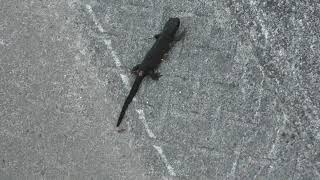 Newt (Okinawa, Japan) May 12, 2019