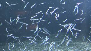 シラウオ (島根県立宍道湖自然館 ゴビウス) 2019年11月30日