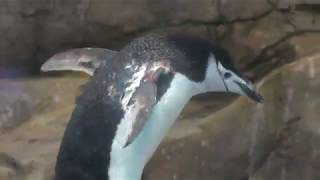 ヒゲペンギン (長崎ペンギン水族館) 2017年12月24日