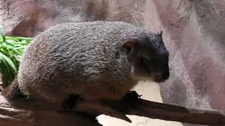Woodchuck | The Forest of Spirits (átoa, Hyogo, Japan) October 30, 2021