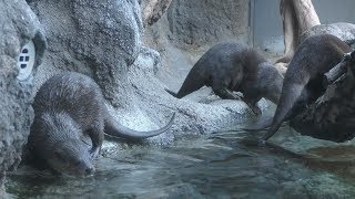 コツメカワウソ (多摩動物公園) 2019年1月18日