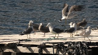 水鳥たち (うみたま体験パーク・つくみイルカ島) 2019年12月8日