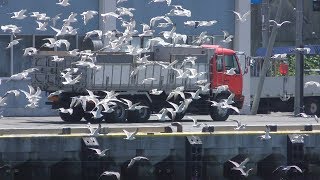 カモメ の群れ (北海道稚内市) 2019年6月25日