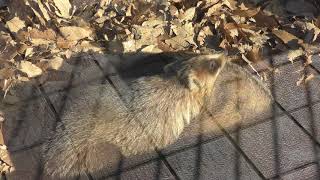 ニホンアナグマの『チクワ』と『ヤヨイ』 (のんほいパーク／豊橋総合動植物公園) 2018年1月4日