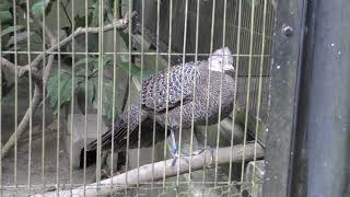 Grey Peacock-pheasant (Chiba Zoological Park, Chiba, Japan) October 20, 2018