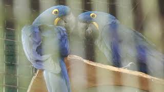 Black macaw (Higashiyama Zoo and Botanical Gardens, Aichi, Japan) June 25, 2023