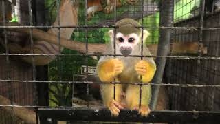 Squirrel monkey (Metchaomoroi Zoo, Shiga, Japan) October 7, 2021