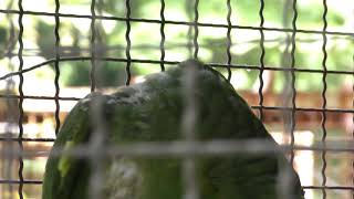 Red-lored amazon (CHIKOZAN PARK ZOO, Saitama, Japan) July 22, 2018