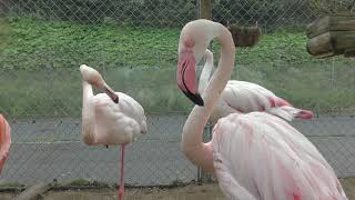 フラミンゴ (トリアスふれあい動物園) 2019年4月23日