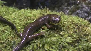 Tokyo salamander (Sagamigawafureai Science Museum Aquarium, Kanagawa, Japan) November 30, 2018