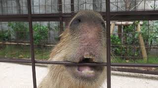 Capybara (Okinawa Zoo & Museum, Okinawa, Japan) July 29, 2023