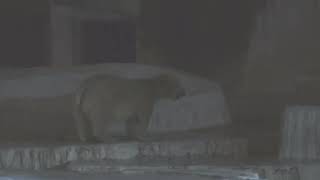 Polar bear Parent and child (TENNOJI ZOO, Osaka, Japan) October 11, 2021