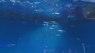 Penguins (Nagasaki Penguin Aquarium, Nagasaki, Japan) December 24, 2017