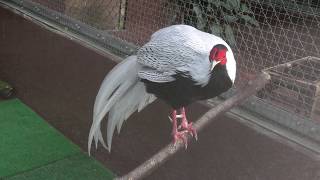 Silver Pheasant (MATSUE VOGEL PARK, Shimane, Japan) November 29, 2019