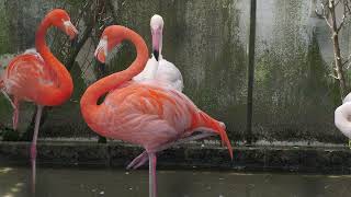 Greater Flamingo & American Flamingo (TOBA AQUARIUM, Mie, Japan) July 17, 2022