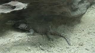 アルマジロトカゲ (東山動植物園) 2021年7月22日