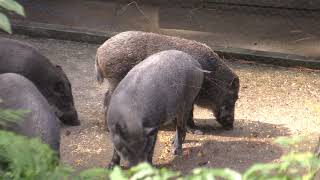 Wild boar (Ishikawa Prefectural Forest Park Forest Zoo, Ishikawa, Japan) August 17, 2019