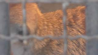 Meerkat (Gokatsura Pond Hometown Village, Mie, Japan) January 3, 2018