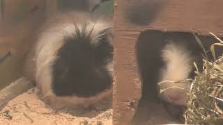 Guinea pig (Metchaomoroi Zoo, Shiga, Japan) October 7, 2021