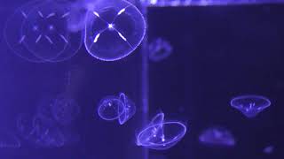 カミクロメクラゲ (鶴岡市立 加茂水族館) 2019年4月10日