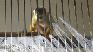 リスザル (和歌山城公園 動物園) 2018年12月24日