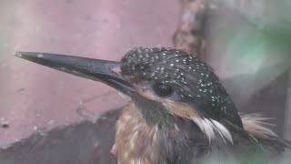 カワセミ の『ジュリー』 と オオコノハズク の『シルビー』 (京都市動物園) 2020年9月1日