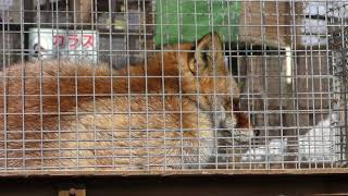 Japanese Red Fox (Zao Fox Village, Miyagi, Japan) January 21, 2018