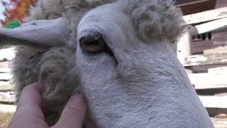ヒツジ (六甲山牧場) 2021年11月20日