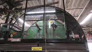Toucan (Metchaomoroi Zoo, Shiga, Japan) October 7, 2021