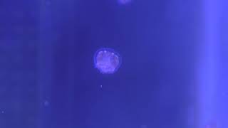 シンブルジェリー (鶴岡市立 加茂水族館) 2019年4月10日