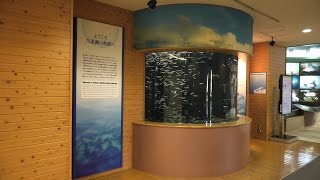 宍道湖への誘い (島根県立宍道湖自然館 ゴビウス) 2019年11月30日