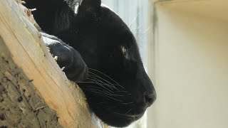 クロジャガー の『アトス』 (神戸市立王子動物園) 2020年10月15日