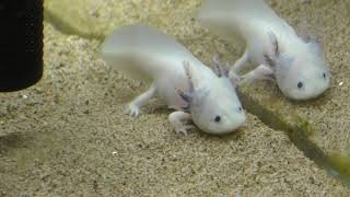 Axolotl (Kitasato Aquarium labo, Kanagawa, Japan) November 30, 2018