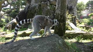 ワオキツネザルの赤ちゃん (伊豆シャボテン動物公園) 2018年4月22日