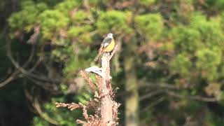 ジョウビタキ (宮崎県串間市) 2019年12月10日