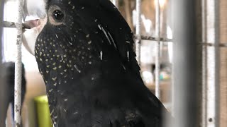 Red-tailed black cockatoo (Metchaomoroi Zoo, Shiga, Japan) October 7, 2021