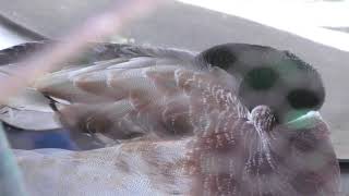 Domestic Duck (Omachi Alpine Museum, Nagano, Japan) April 4, 2019